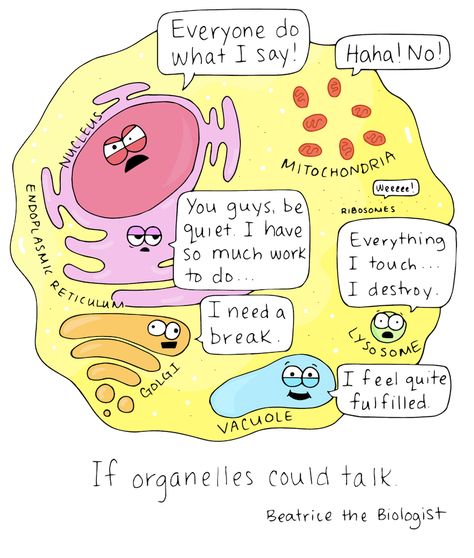 Beatrice the Biologist: If Organelles Could Talk - Adorably succinct and informative - making science accessible. Biology Jokes, Biology Memes, Science Cells, Biology Humor, Science Puns, Biology Classroom, 6th Grade Science, Biology Lessons, Teaching Biology