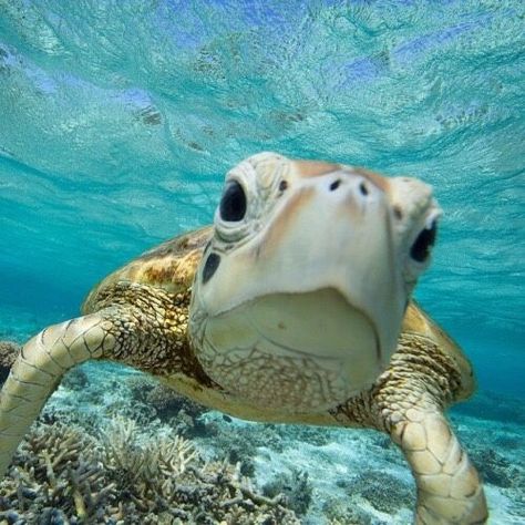 Tropical Animals Aesthetic, Sea Turtles Photography, Sea Turtle Pictures, Turtle Wallpaper, Ocean Turtle, Turtle Bay, Green Sea Turtle, Turtle Love, Oceanography