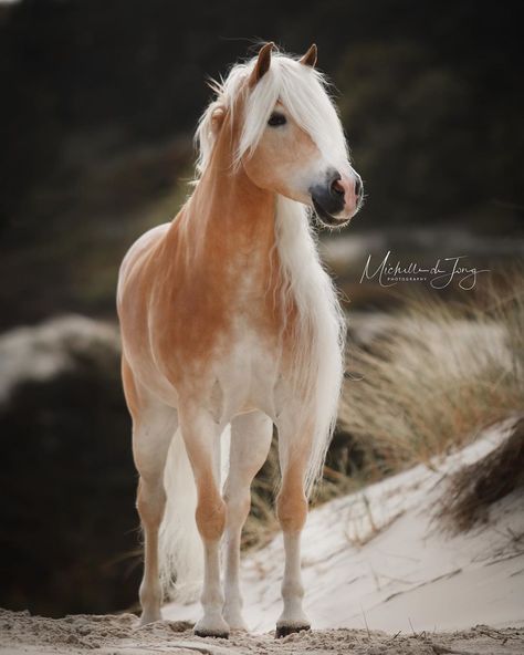 Horse With Long Mane, Haflinger Jumping, Horse Long Mane, Pony Photography, Haflinger Horse, Horse Coat Colors, Beautiful Horses Photography, Horse Story, Pony Breeds