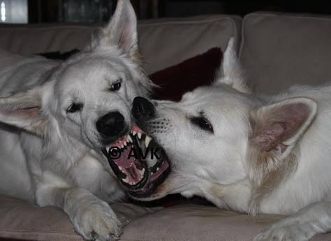 Snarling Dog, Sisterly Love, Dogs, White