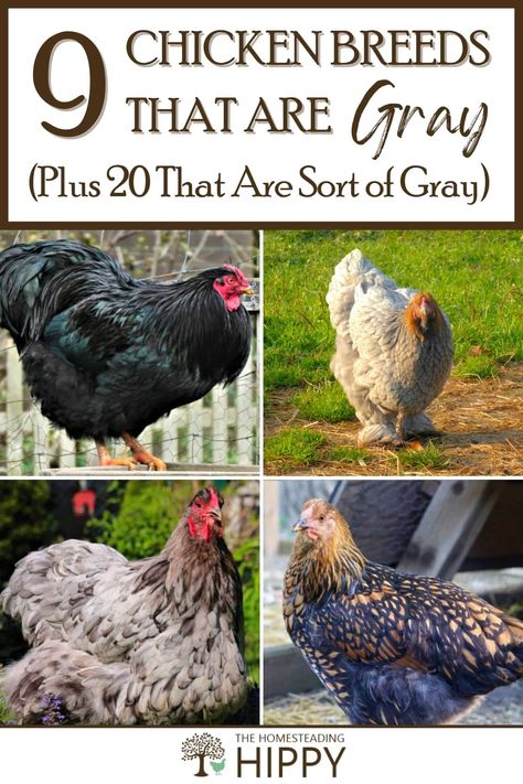 Homesteading Chickens, Chicken Breeds Chart, Chicken Breeds For Eggs, Best Chicken Breeds, Best Laying Chickens, Urban Chicken Farming, Best Egg Laying Chickens, Laying Chickens, Egg Laying Chickens