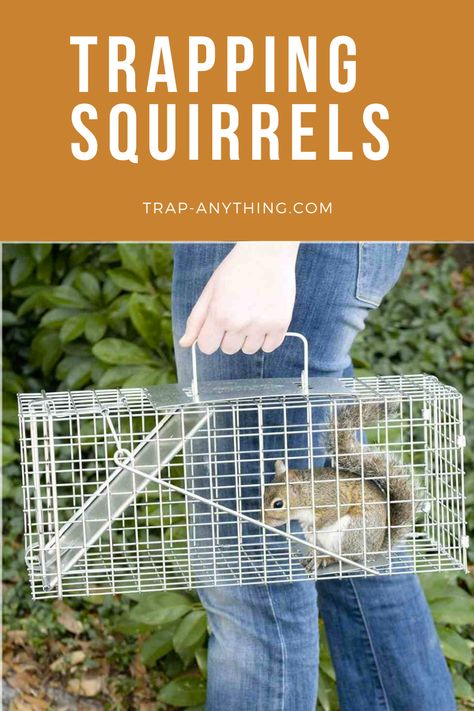 Squirrel Trap, Household Bugs, Get Rid Of Squirrels, Animal Traps, Lawn Work, Off Grid Survival, Insect Pest, Beautiful Yards, Red Squirrel