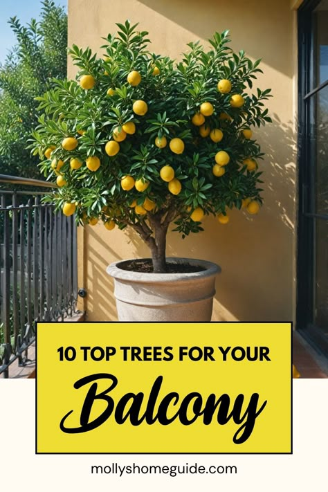 Discover the top choices of balcony-friendly trees that can bring life and greenery to your outdoor space. From dwarf fruit trees to small garden trees, there are plenty of options suitable for pots and containers. Transform your patio into a cozy oasis with these best trees for balcony planting. Trees For Balcony, Rent Hacks, Balcony Trees, Potted Trees Patio, Juliet Balcony Ideas, Apartment Patio Gardens, Fruit Trees In Containers, Balcony Herb Gardens, Trees In Containers