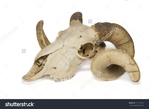 Skull Side View, Side Reference, Biomes Project, Skull Game, Goat Skull, Ram Skull, Pin Search, Animal Skull, All About Animals