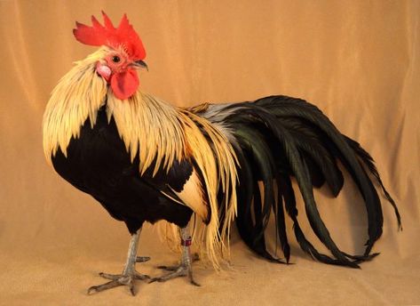 Phoenix Chicken, Poultry Breeds, Polish Chicken, Chicken Images, Priority List, Chicken Health, Global Population, Brown Eggs, English Games