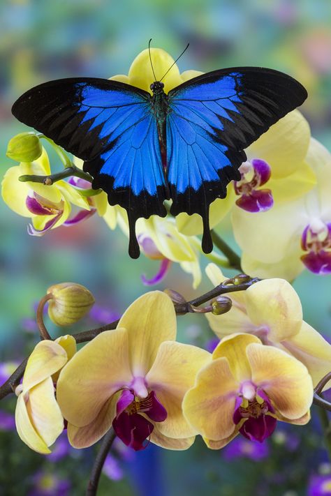 Mountain Blue Tropical Butterfly from Australia on Orchid Photography by:  Darrell Gulin Orchid Photography, Beautiful Bugs, Butterfly Pictures, Butterfly Kisses, Butterfly Wallpaper, Butterfly Garden, Butterfly Flowers, Butterfly Art, Colorful Butterflies