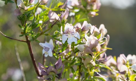 Lamiaceae Family, Wild Crafting, I Understand, Getting To Know, Family Members, Plants