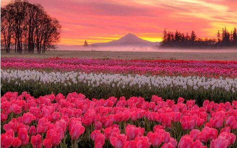 Tulip Festival, Wooden Shoe, Tulips, Laptop, Festival, Sun, Pink