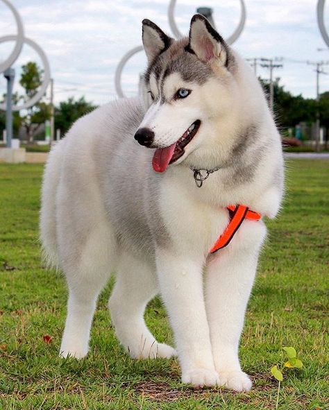 Perro lobo siberiano blanco... Caine Husky, Healthiest Dog Breeds, White Siberian Husky, Alaskan Husky, Cute Husky, Husky Mom, Husky Lover, Siberian Husky Dog, A Husky