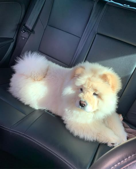 Perros Chow Chow, Chow Puppy, Chow Chow Puppy, Chow Chow Dogs, Fluffy Dog, Cute Dog Photos, Cute Animals Puppies, Puppies And Kitties, Really Cute Dogs