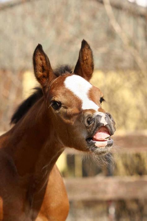 Funny Horse Pictures, Cute Horse Pictures, Funny Horses, Horse Aesthetic, Baby Horses, Equestrian Lifestyle, Funny Horse, Horse Blankets, Cute Horses