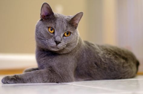 British Blue Cat, Chartreux Cat, Most Popular Cat Breeds, Popular Cat Breeds, Gray Cat, Grey Cat, Cat Breed, Rare Breed, Unique Cats