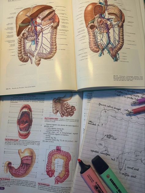 Digestive System Notes, Notes Aesthetic, School Study, Study Aesthetic, Med School, Digestive System, Instagram Inspo, Study Notes, Study Motivation