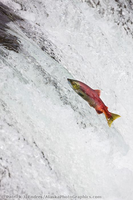 Red salmon jumps the falls of the Brooks River, Katmai National Park, Alaska. Salmon Images, Alaska Salmon Fishing, Kokanee Salmon, Red Salmon, Katmai National Park, Salmon River, Sockeye Salmon, Salmon Run, Salt Water Fishing