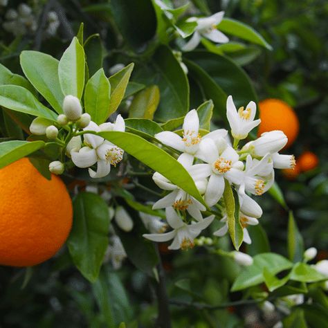 8 Beauty Benefits and Uses of ORANGE BLOSSOM WATER – Moroccan Elixir Laurel Shrub, Flowering Pear Tree, Arborvitae Tree, Tattoo Plant, Patio Trees, Orange Trees, Valencia Orange, Redbud Tree, Orange Blossom Water