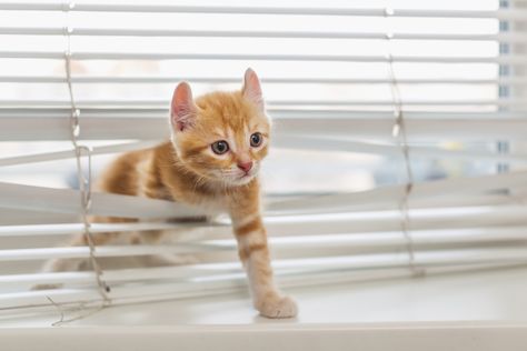 Little kitten tangled in window blinds – A kitten is a juvenile cat. After being born, kittens are totally dependent on their mother for survival and they do not normally open their eyes until after seven to ten days. 2 Kittens, New Kitten, Cat Proofing, Cat Plants, Kitten Care, Orange Cats, Kitten Pictures, Baby Kittens, Little Kittens