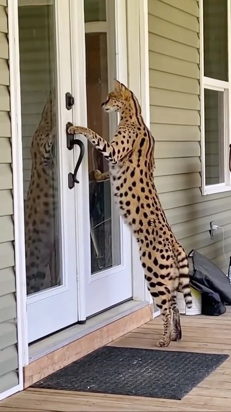 Instagram African Serval Cat, F1 Savannah Cat, Savannah Cat For Sale, Serval Kitten, Bengal Kittens For Sale, Savannah Kitten, Savannah Cats, Bengal Kittens, Hybrid Cat