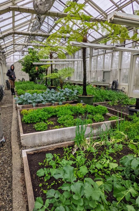 Large Attached Greenhouse, Green House Farm, Martha Stewart Vegetable Garden, Homestead Greenhouse Ideas, Martha Stewart Greenhouse, Greenhouse With Trees, Greenhouse Veggie Garden, Greenhouse Food Garden, Winter Greenhouse Vegetables