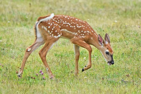 White Tailed Deer Doe, White Tailed Deer, Female Reindeer, Water Deer, Male Deer, Deer Doe, Gentle Fawn, Fallow Deer, Roe Deer