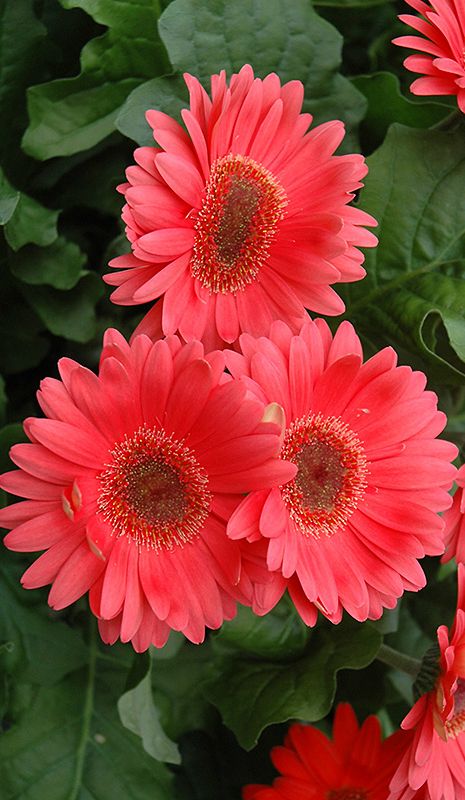 Coral Gerbera Daisy  #gerbera #daisy #gerberadaisy #flowers #nature Gerber Daisies, Gerbera Daisy, Wallpapers Iphone, Deco Floral, Pink Daisy, All Flowers, Flower Beauty, Beautiful Blooms, Flower Pictures