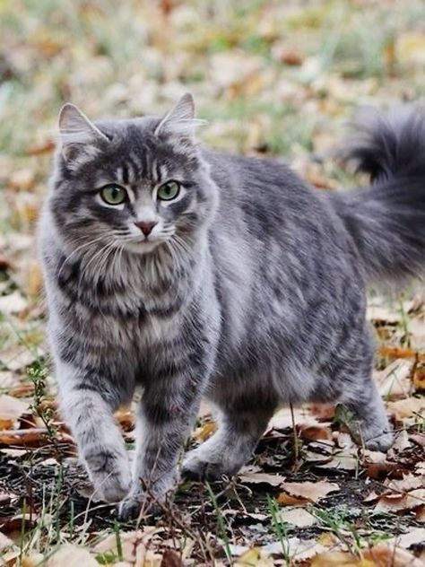 Cats In Nature, Warrior Cat Ideas, Cat Poses, Cat References, Warrior Cat Oc, Cat Oc, Cat Reference, Gorgeous Cats, Cat Pose