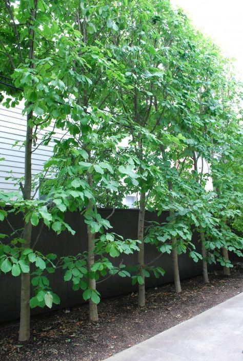 Narrow Trees, Privacy Trees, Columnar Trees, Backyard Garden Layout, Garden Works, Privacy Landscaping, Backyard Garden Landscape, Small Backyard Gardens, Side Garden