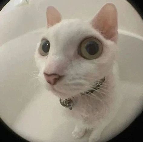 Squint Your Eyes Pictures, Cat Surprised Face, Weird Cats Funny, Cat Icon Gif, Green Cat Icon, Bombastic Side Eye Cat, Surprised Cat Face, White Cat Funny, Cat Surprised