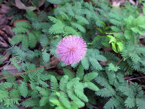 Sunshine mimosa - Florida Wildflower Foundation Tropical Mimosa, Mimosa Plant, Sulphur Butterfly, Sunshine Mimosa, Fairchild Tropical Botanic Garden, Lawn Alternatives, Mimosa Flower, Mimosa Bar, Attract Butterflies