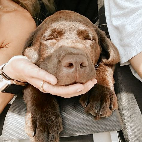 Brown Dog, A Dog, Labrador