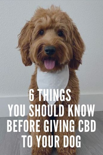 Cbd Oil For Dogs, Mct Oil Recipes, Dog Meds, Calming Treats For Dogs, Hemp Oil Benefits, Meds For Dogs, Cbd Dog Treats, Hemp Plant, Holistic Pet Care