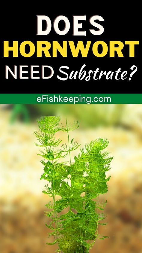 does-hornwort-need-substrate Hornwort Plant, Plant Aquarium, Of Aesthetic, Plant Lighting, Aquatic Plants, Planted Aquarium, Till The End, Plant Needs, All About Plants