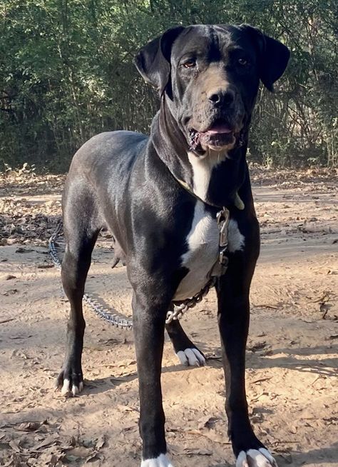 Black Mastiff, Neapolitan Mastiff, Neapolitan Mastiffs, American Pitbull, 120 Lbs, Bull Mastiff, American Bulldog, A Daughter, American Pitbull Terrier