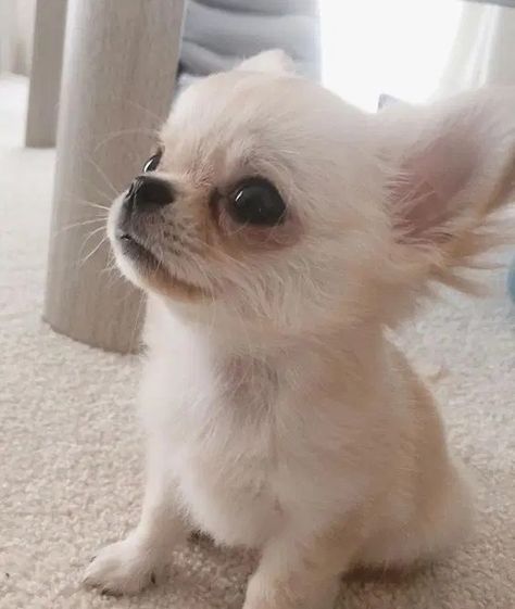 Chiuahaha Cute, Cute Chiuahaha, Chiuahaha Puppies, Chichuachua Puppies, Psy Chihuahua, Teacup Chihuahua Puppies, Baby Chihuahua, Teacup Pomeranian, Cute Chihuahua