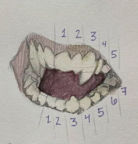 Teeth Study, Figure Drawing Reference, Anatomy Art, Art Tutorials Drawing, Sketchbook Art Inspiration, Drawing Base, Drawing Reference Poses, Art Inspiration Drawing, Drawing Tips