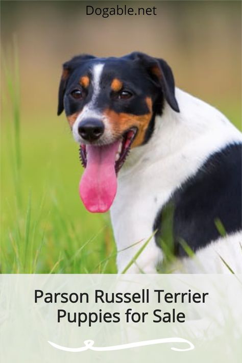 Are you ready to get your dream Parson Russell Terrier puppies for sale? If so, let me help you through the breeders that I am going to recommend to you. #parsonrussellterrier #parsonrussellterrierpuppy #parsonrussell #parsonrussellterrierpuppies #parsonrussellterrierpuppiesforsale The Breeders, Terrier Rescue, Parson Russell Terrier, Anatolian Shepherd, Terrier Breeds, Terrier Puppies, Terrier Puppy, Puppy For Sale, White Terrier