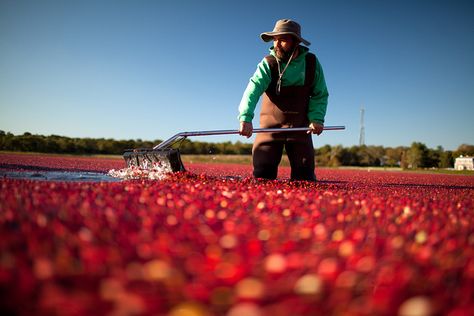 Cranberry Bog Tours- What to know about cranberry bogs on Cape Cod and how to tour one. Cape Cod Addition Ideas, Cape Cod Exterior, Cape Cod House Exterior, Cranberry Bog, Cape Cod Summer, Boston Trip, New England Trip, Cape Cod Vacation, Massachusetts Travel