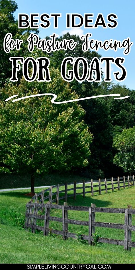 Looking to keep your goats safe and secure while enjoying the pasture? Our Ultimate Goat Fence Guide has got you covered! Get our top picks for fencing in pasture options, from budget-friendly to high-quality investments, and learn the pros and cons of each. Find the perfect pasture goat fence options to suit your needs. Don't let your goats roam free any longer – get your fencing game on point now! Goat Pasture, Goat Fencing, Goat Fence, Keeping Goats, Pasture Fencing, Fencing Options, Fence Options, Game On, Pros And Cons