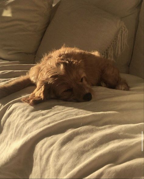 Dog Vintage Aesthetic, Blonde Dog Aesthetic, Dog Sleeping Aesthetic, Cozy Dog Aesthetic, Couple And Dog Aesthetic, Golden Dog Aesthetic, Dog Mum Aesthetic, Brown Dog Aesthetic, Matthew Fairchild Aesthetic