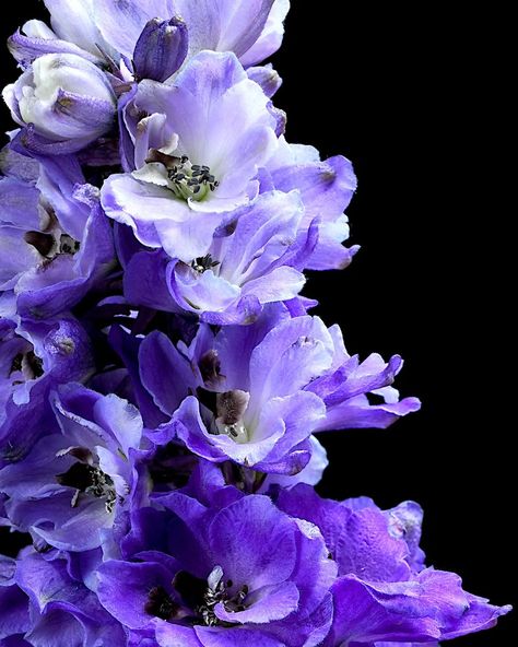 Delphinium 💙💜 #delphinium #larkspur #purpleflowers #blueflowers #florallove #floralphotography #floralfix #moodyaesthetic #moodyflorals #moodynature #darkflorals Larkspur Aesthetic, Larkspur Color, Blue Delphinium Aesthetic, Delphinium Larkspur Flower, Delphinium Elatum, Dark Blue Delphinium, Purple Vibe, Random Image, Floral Photography