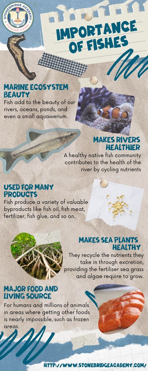 infographic about fishes Fish Infographic, Facts About Fish, Fish Information, Fishing Pond, Beach Clean Up, Sea Plants, Save Our Oceans, Infographic Poster, Marine Ecosystem