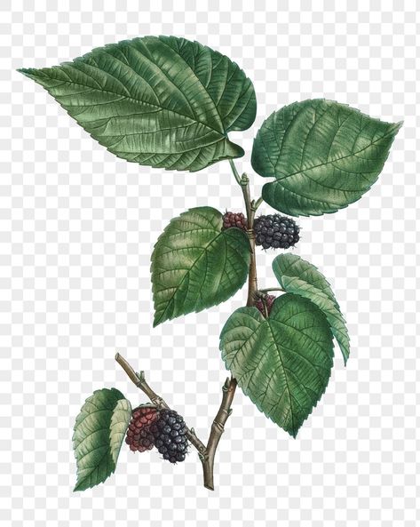 Mulberry Plant, Seed Illustration, Black Mulberry, Lady Slipper Orchid, Mulberry Leaf, Blank Photo, Leaf Illustration, Hand Drawn Flowers, Iris Flowers