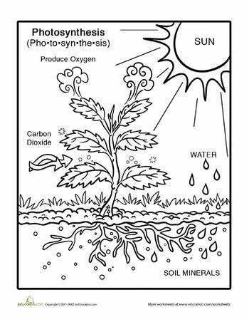 This would have been a great visual for my first graders--they loved learning a little bit about photosynthesis during our plant unit Worksheets: Photosynthesis Coloring Page Photosynthesis Worksheet, Grade 3 Science, Plants Unit, 1st Grade Science, Third Grade Science, 4th Grade Science, 5th Grade Science, Plant Science, Science Worksheets