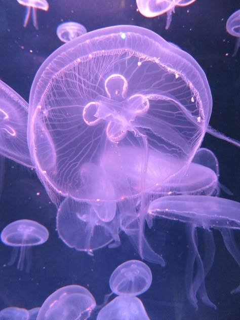 Pink Moon Jellyfish, Moon Jellyfish Aesthetic, Jellyfish Moodboard, Jellyfish On Beach, Moon Jellyfish Wallpaper, Jelly Fishes, Moon Jelly, Fish Cute, Jellyfish Pictures