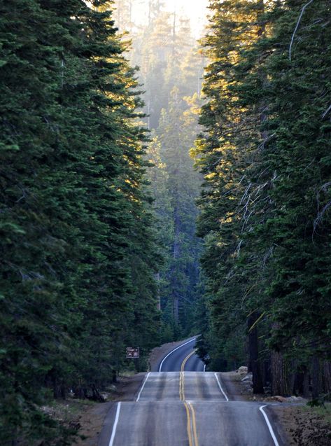 https://flic.kr/p/a6NnEn | Lassen Volcanic Park, USA | More than 100.000 notes on <a href="http://ystenes.tumblr.com/archive" rel="nofollow">tumblr</a>  (See under "March 2014" and further below. There are four series with 20.000-35.000 notes + four series with 2000-8000 notes + several shorter ones) The Long And Winding Road, Long And Winding Road, Lassen Volcanic, Lassen Volcanic National Park, The Road Less Traveled, Road Less Traveled, Winding Road, Tall Trees, Back Road