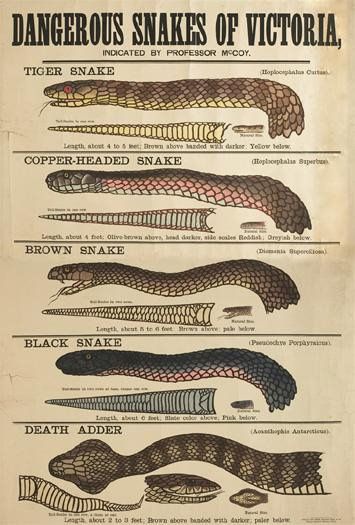 Dangerous Snakes of Victoria 1877- Museum Victoria collection | Flickr - Photo Sharing! Dangerous Snakes, Inland Taipan, Aussie Icons, Venomous Snake, Poisonous Snakes, Sea Snake, History Events, Snake Venom, Sorry For The Inconvenience