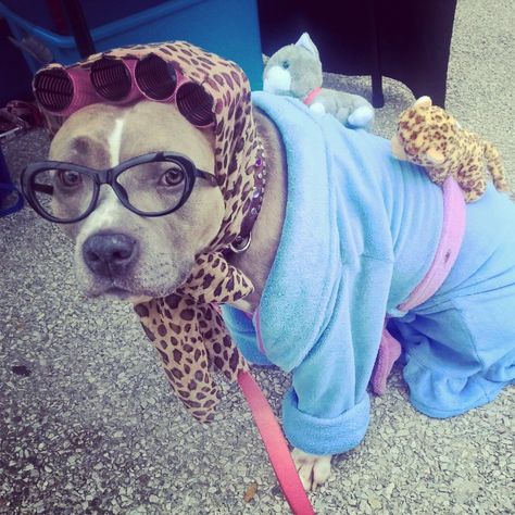 Cat Lady Costume, French Bulldog Halloween Costumes, Bulldog Halloween Costumes, French Bulldog Halloween, Pit Vipers, Dog Clippers, Food Names, Halloween Dog, Cat Woman Costume