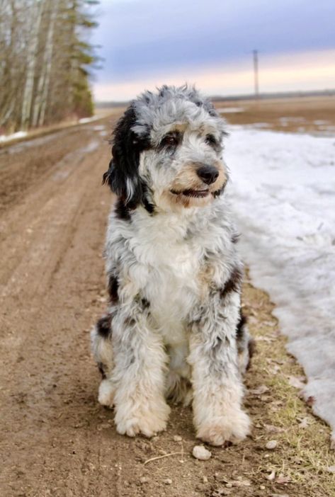 Aussie Goldendoodle, Aussie Bernedoodle, Merle Labradoodle, Merle Goldendoodle, Australian Doodle, Blue Merle Aussiedoodle, Merle Aussiedoodle, Aussie Doodle Puppy, Aussie Doodle