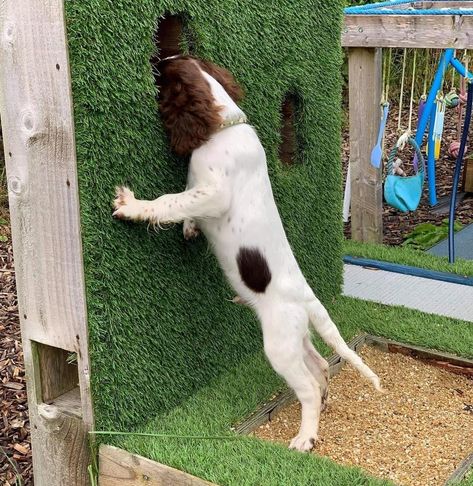 Dog Sensory Garden Ideas, Sensory Garden For Dogs, Dog Sensory Garden, Dog Park Ideas, Scent Wall, Dog Sensory, Dog Daycare Design, Dog Park Design, Dog Park Equipment