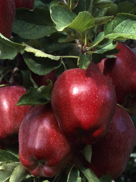 Bone meal is high is phosphorus, which promotes healthful fruit. Growing Apple Trees, Fruit Trees In Containers, Growing Tomatoes Indoors, Red Delicious Apples, Growing Fruit Trees, Gardening Zones, Fruit Photography, Apple Fruit, Apple Harvest