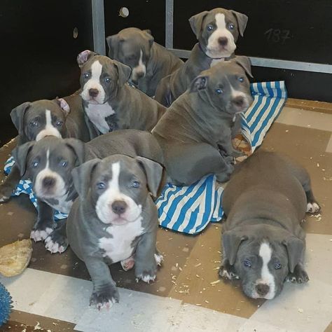 PITBULL PUPPIES Micro Pitbull Puppies, Blue Nose Pitbull Puppy For Sale Near Me, Pitbull Puppies For Sale Near Me, Grey Pitbull Puppies, Pitbulls Puppies, Big Pitbull, Grey Pitbull, Pitbull Aesthetic, Pit Bull Puppies Blue